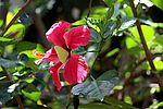 "Flower from a hibiscus tree with a yellow butterlfly sitting inside."